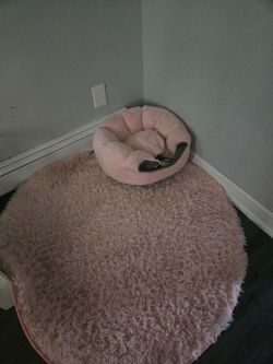 Cat heating bed