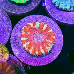 Hellfire Frags Mini Scolymias