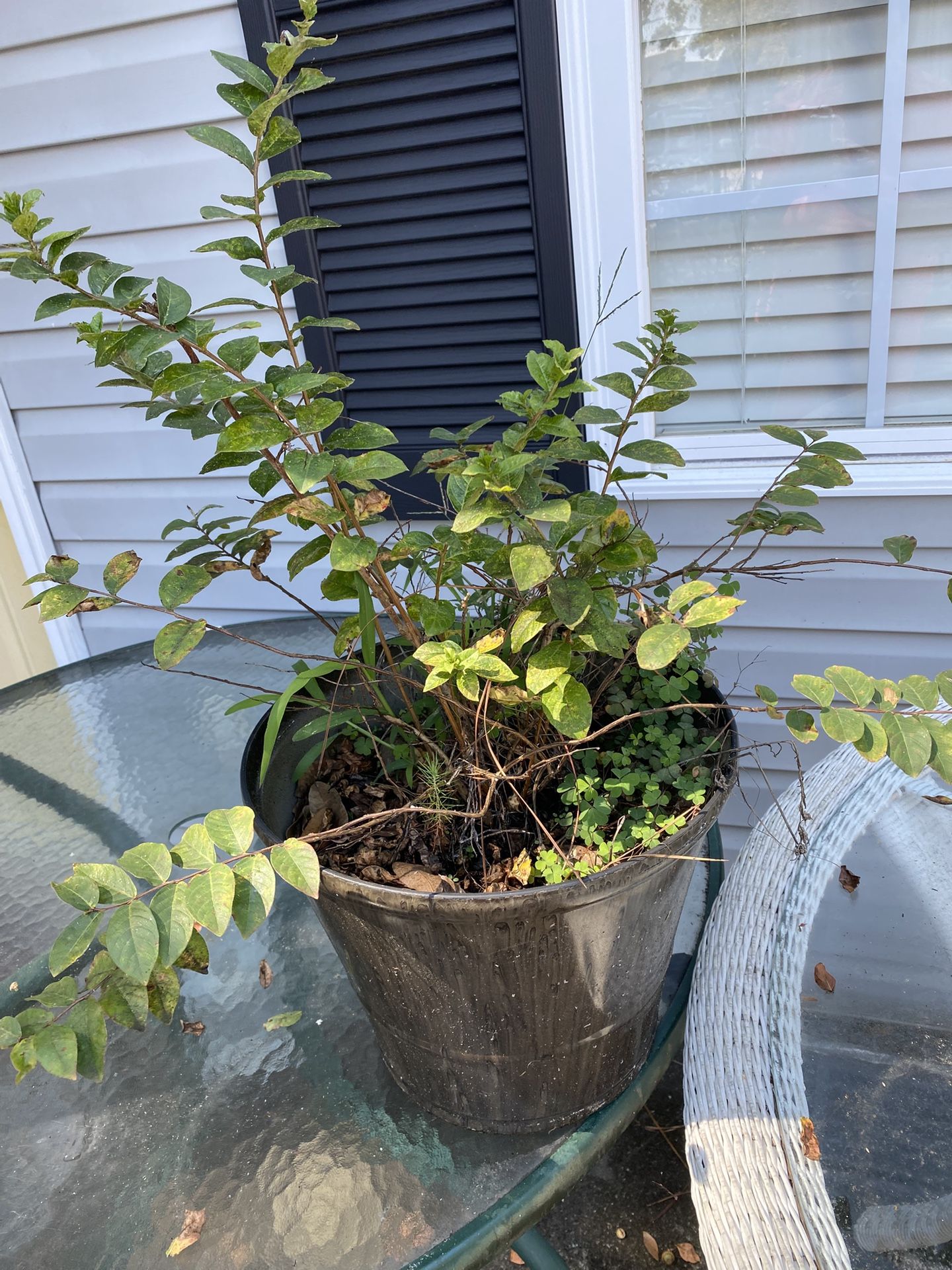 Healthy Potted Crepe Myrtle