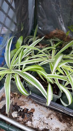 Spider plant