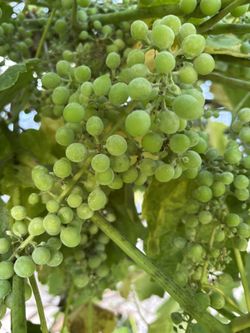 Table Grapes