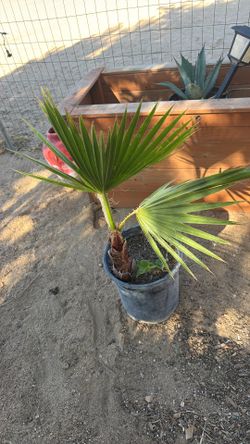 Palm