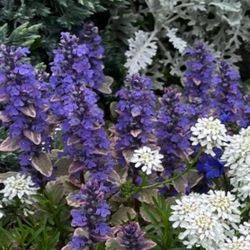 Bugleweed (Ajuga Reptans 'Burgundy Glow') Perennial Plant. 