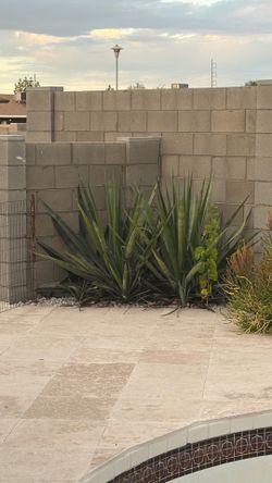 Desert plant clippings