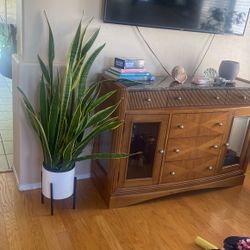 Snake Plant Or Mother In Law Plant 