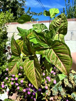 Syngonium