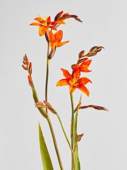 Trade?? I have Orange Crocosmia