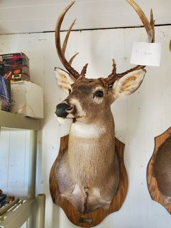 Taxidermy deer