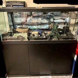 Fully Equipped 75G Aquarium