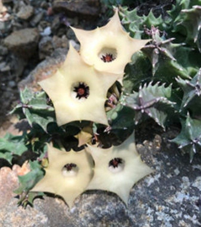 Lovely crested huernia starfish cacti