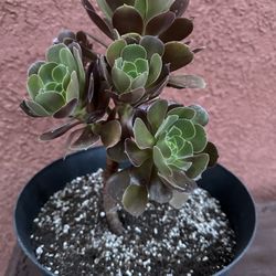 Plant 🪴 