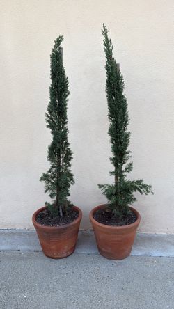 Italian Potted Cypress 4 ft
