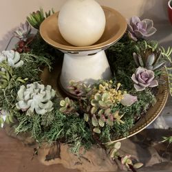 Live Succulent Wreath 