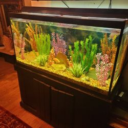 Entire Setup Fish Tank With All