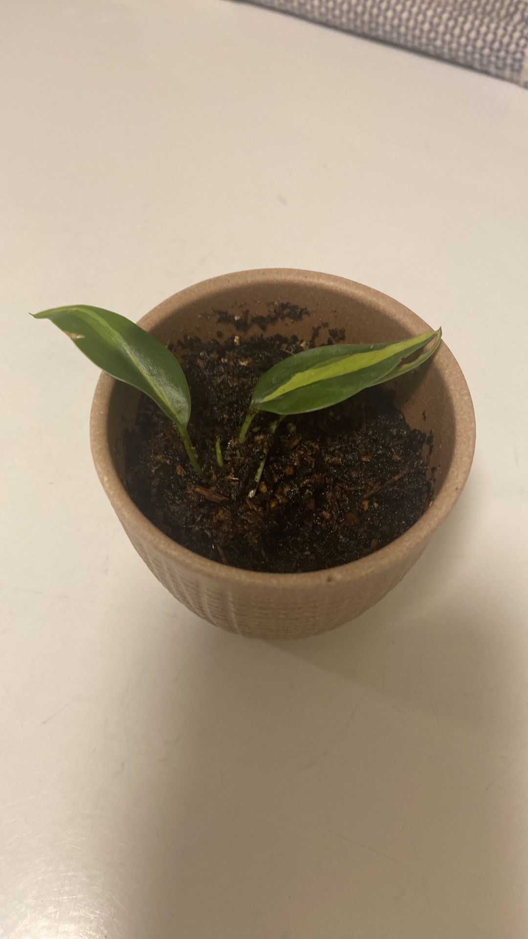 Heartleaf Philodendron start in glazed ceramic pot with drain