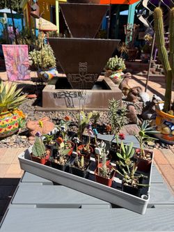 A Variety of Succulent Plants in 2" Pots