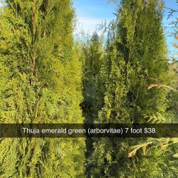 Arborvitae