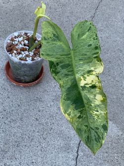 Philodendron Paraiso Aurea Variegated mid cut active new growth.