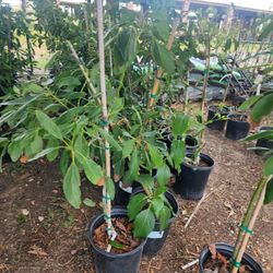 Grafted Avocado Hass 