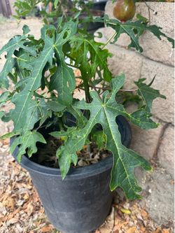 Papaya trees in 5 gallon pot