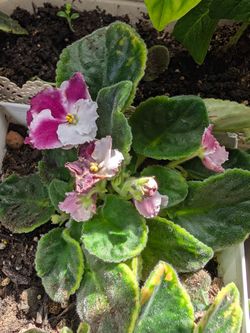 African Violet Live Plant Pink White Blooms