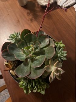 I have this beautiful plan for for sale succulents