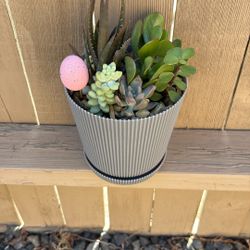 Easier Gifts Succulent Arrangement Only $25 Jackson Ridge Ave 