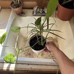 House plant