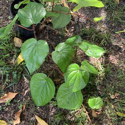 Betel Leaves (paan Pata)Plant (2 Ft Tall)