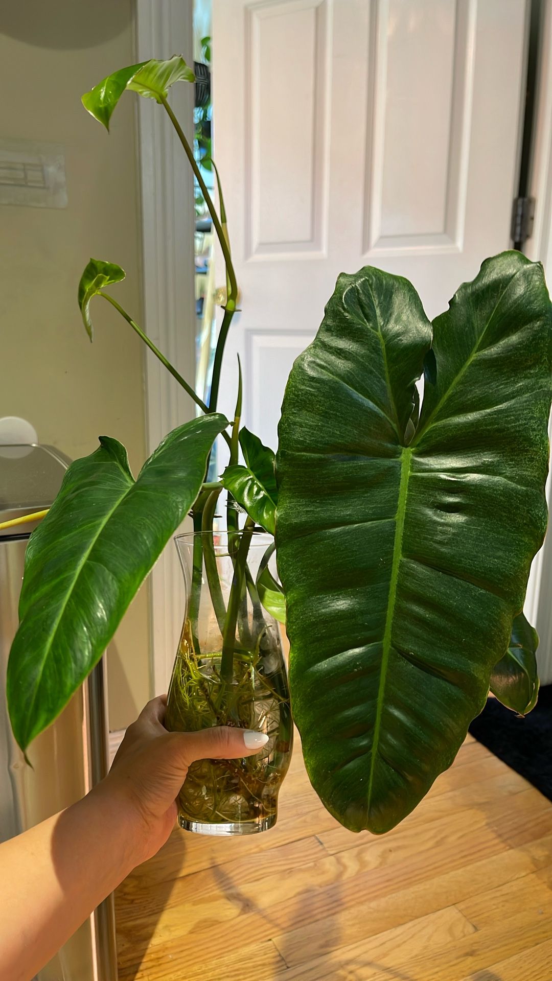 Paraiso Verde live Plant