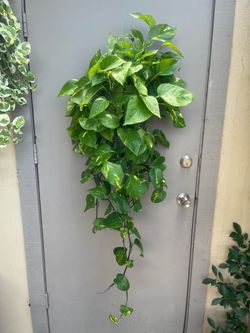 Golden Pothos Trailing House Plant 6” Hanging Pot