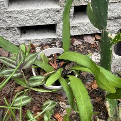 Night Blooming Cactus 