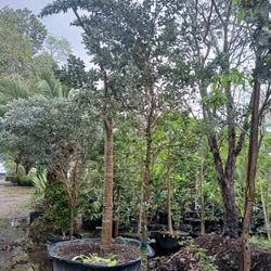 Silver Buttonwood Trees 25gl 10-12ft 🌳 $200