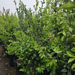 Ligustrum Japonicum Hedge Or Private 