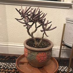 Lady Fingers Succulent With Pot 