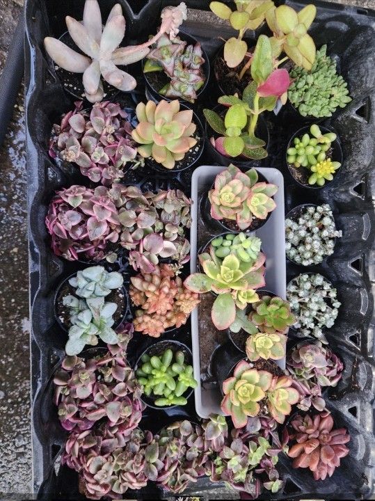 FLEA MARKET THIS FRIDAY NIGHT AT THE MOOSE LODGE IN CASTRO VALLEY. STARTS AT 5PM