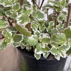 Beautiful variegated plant 🪴 