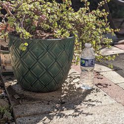 large Succulent With Ceramic Pot