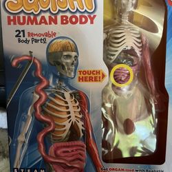 Squishy Anatomy Doll