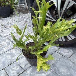  Pot of elf horn / fishtail fern Plant $20