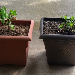 2 Plastic Flower Pots With Hydrangea In Each Of Them