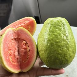 Guava Fruit Trees/ Árboles de Guayaba Roja