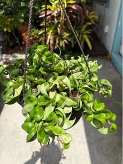 Hoya Indu rope compacta