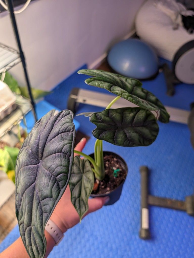 Alocasia Dragon Scale