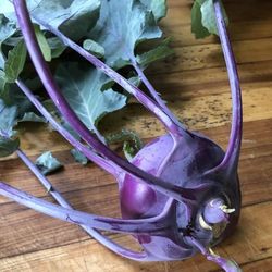 Rare Organic Purple Vienna Kholrabi Seeds! 2026 SEASON EARLY RELEASE! 