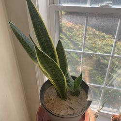Snake Plant (Sansevieria Laurentii) — 20” Tall, Healthy
