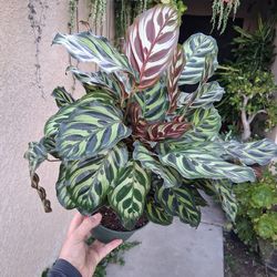 Calathea Makoyana "Peacock " Plant $35