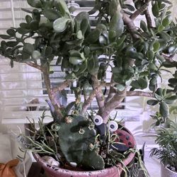 Large Jade Plant Bonsais/ Small Trees Bring Luck And Prosperity 