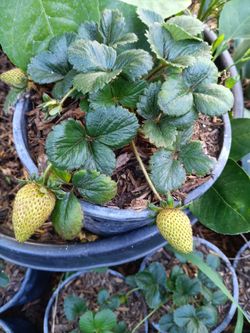 Strawberry Plant/Fresa