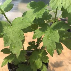1 Gooseberry Plant Live - 3.5 inch pot 